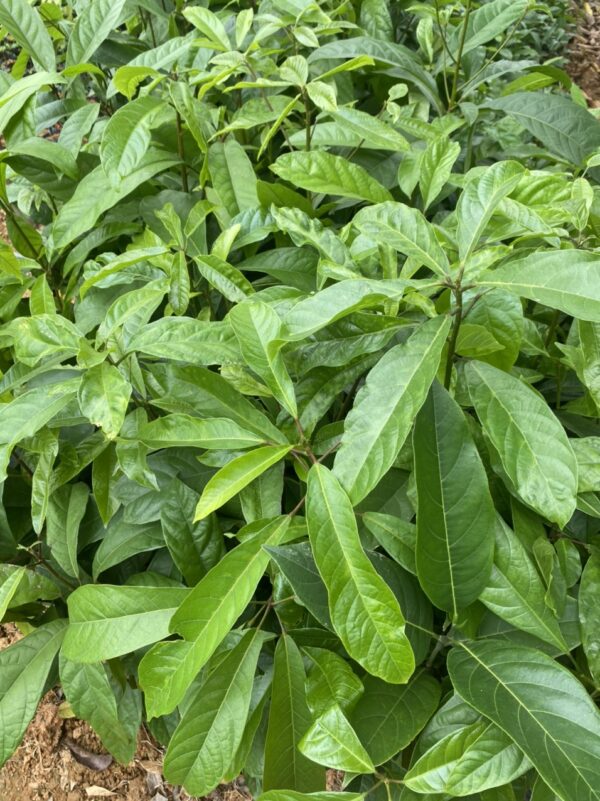 Cây Sang 17 z4161992458152 05194b38420a3b888d347121c5543e57 e1703592559451