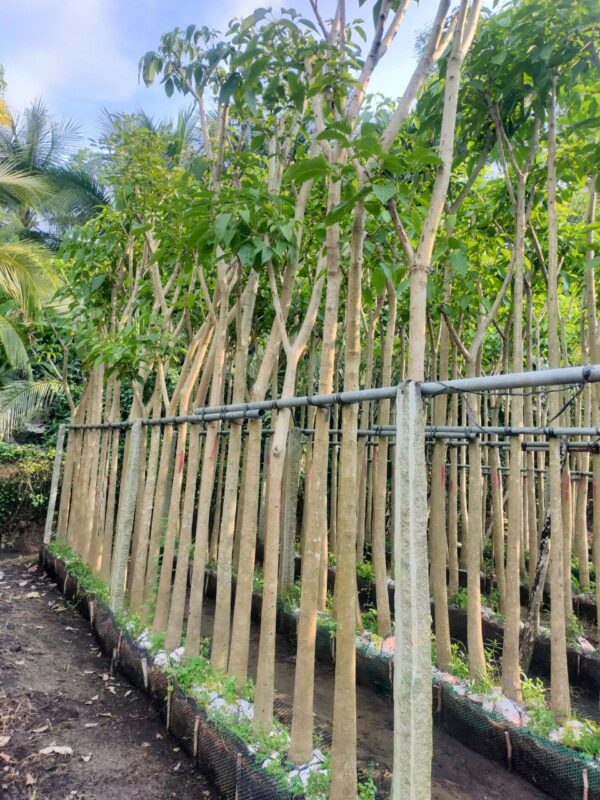 Cây Kèn Hồng 15 mua giống cây kèn hồng