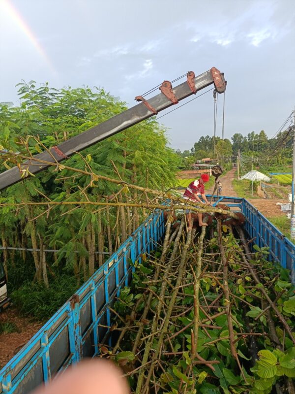 Cây Dầu Rái 9 Giống cây dầu rái