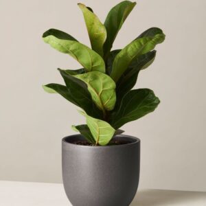 Alternative view of CÂY BÀNG SINGAPORE (FIDDLE LEAF FIG) - "Lá chắn Bụi mịn PM2.5 & Biểu tượng của Phong cách Sống Hiện đại"