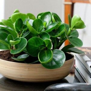 Alternative view of CÂY TRƯỜNG SINH (BABY RUBBER PLANT) "Lá chắn bức xạ xanh và Biểu tượng của Sức sống bền bỉ"