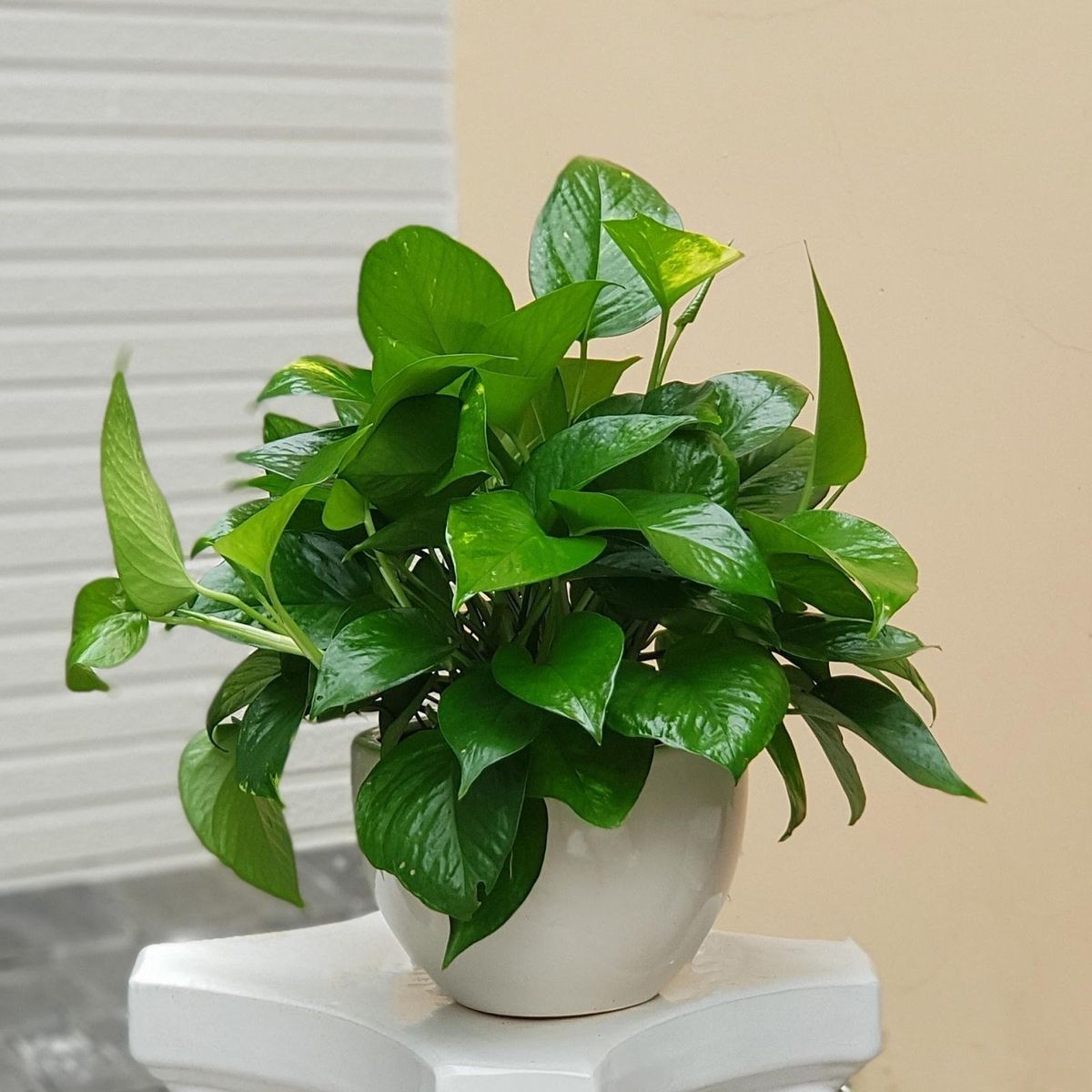 CÂY TRẦU BÀ (GOLDEN POTHOS) - "Kẻ hủy diệt Ozone văn phòng & Nhà vô địch lọc Formaldehyde" - Ảnh 6