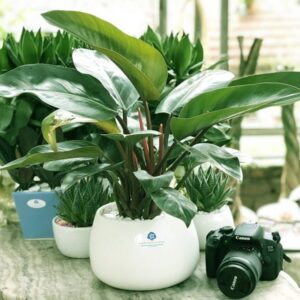 Alternative view of CÂY ĐẾ VƯƠNG XANH (PHILODENDRON IMPERIAL GREEN)-"Uy quyền Lãnh đạo & Bộ lọc Formaldehyde tầng thấp"
