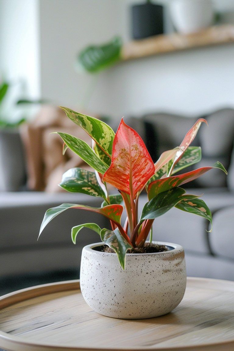 CÂY PHÚ QUÝ (AGLAONEMA RED)-"Sắc đỏ Thịnh vượng & Năng lượng Tích cực" - Ảnh 4