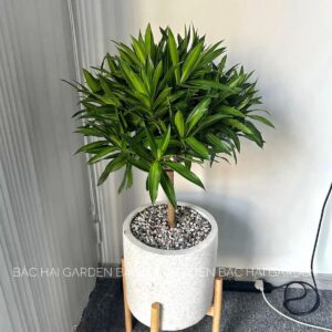 Alternative view of CÂY TRÚC BÁCH HỢP-"Trăm sự Hòa hợp & Bộ lọc Hóa chất Công nghiệp"