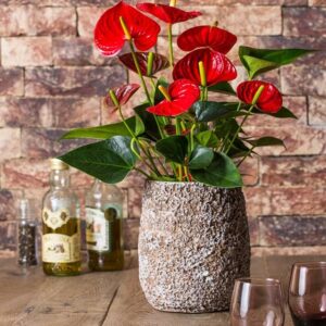 Alternative view of CÂY HỒNG MÔN (ANTHURIUM)-"Trái tim nhiệt huyết & Chuyên gia xử lý Amoniac"