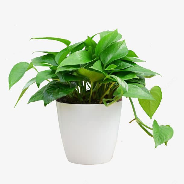 CÂY TRẦU BÀ (GOLDEN POTHOS) - "Kẻ hủy diệt Ozone văn phòng & Nhà vô địch lọc Formaldehyde" - Ảnh 4