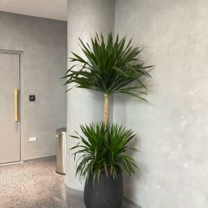 Alternative view of CÂY PHÁT TÀI NÚI (DRAGON TREE)-"Kiệt Tác Điêu Khắc Sống & Năng Lượng Của Sự Trường Tồn"