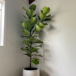 Alternative view of CÂY BÀNG SINGAPORE - "Lá chắn bụi mịn PM2.5 và biểu tượng của phong cách sống hiện đại"