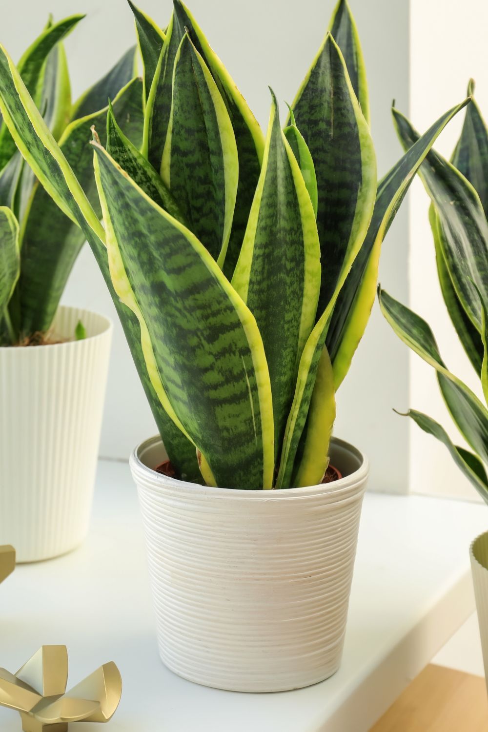 CÂY LƯỠI HỔ (SNAKE PLANT) -"Nhà máy Oxy sinh học ban đêm & Chuyên gia Ion âm" - Ảnh 4