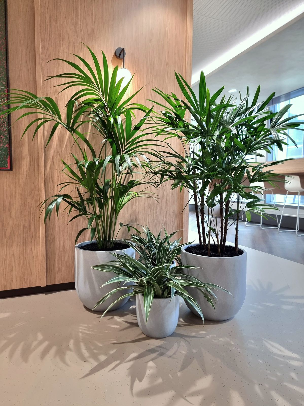 CÂY TRÚC MÂY - "Khắc tinh của khí Amoniac và vẻ đẹp thanh cao quý phái" - Ảnh 5