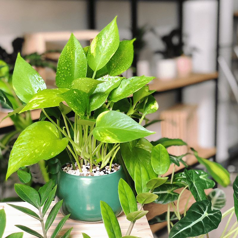 CÂY TRẦU BÀ (GOLDEN POTHOS) - "Kẻ hủy diệt Ozone văn phòng & Nhà vô địch lọc Formaldehyde" - Ảnh 5