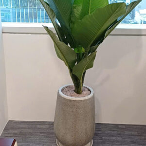 Alternative view of CÂY ĐẠI PHÚ QUÝ - "Bể chứa Carbon khổng lồ và biểu tượng của vị thế vững chãi"