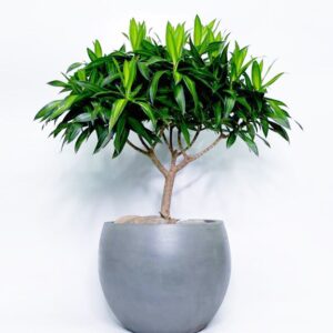 Alternative view of CÂY TRÚC BÁCH HỢP - " Sứ giả của sự hòa hợp và bộ lọc hóa chất công nghiệp"