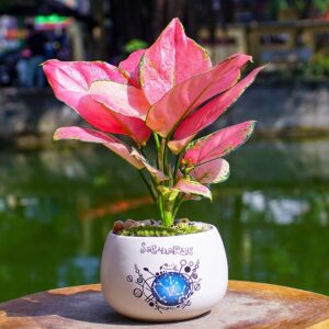 Alternative view of  CÂY VẠN LỘC (CHINESE EVERGREEN RED) - "Liệu pháp Màu sắc cho Não bộ & Năng lượng của sự Tỉnh thức"