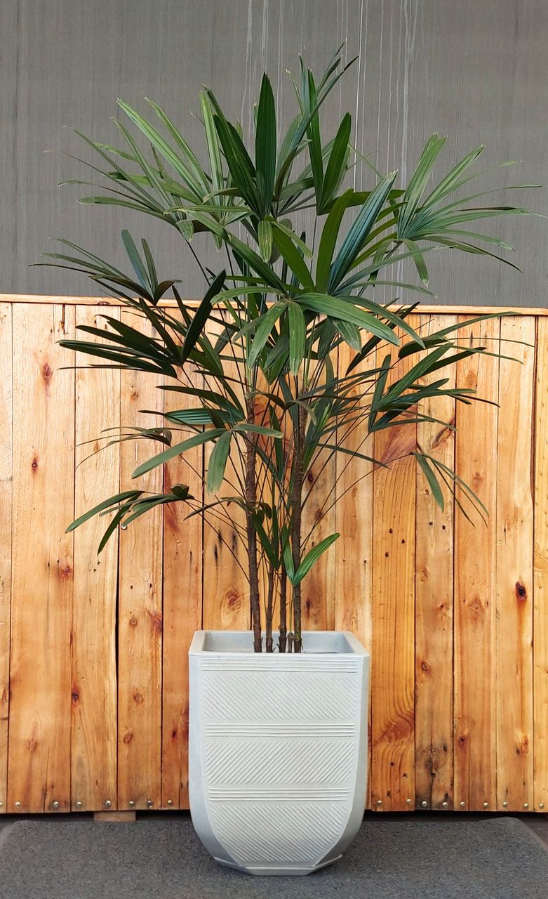 CÂY TRÚC MÂY - "Khắc tinh của khí Amoniac và vẻ đẹp thanh cao quý phái" - Ảnh 6