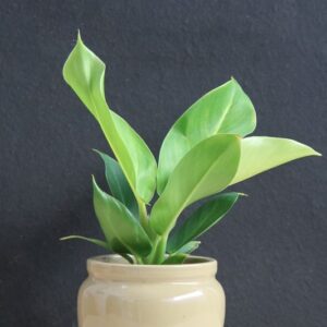 Alternative view of CÂY ĐẠI PHÚ GIA (GIANT CHINESE EVERGREEN)-"Bể chứa Carbon khổng lồ & Máy điều hòa nhiệt độ tự nhiên"