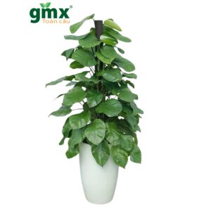 CÂY TRẦU BÀ CỘT LEO - "Cổ máy lọc khí đa tầng và biểu tượng của sự thăng tiến bền vững"