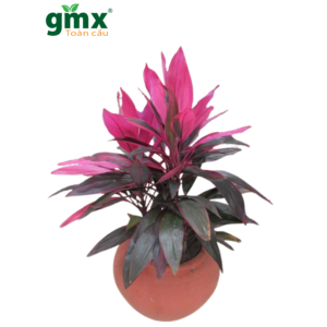 CÂY HUYẾT DỤ (TI PLANT) - "Dược liệu sống quý giá & Năng lượng Bảo vệ mạnh mẽ"