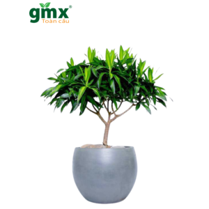 CÂY TRÚC BÁCH HỢP-"Trăm sự Hòa hợp & Bộ lọc Hóa chất Công nghiệp"