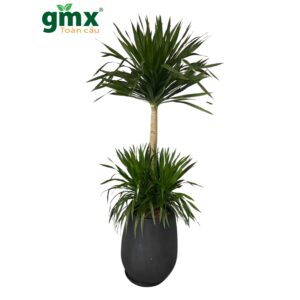 CÂY PHÁT TÀI NÚI (DRAGON TREE)-"Kiệt Tác Điêu Khắc Sống & Năng Lượng Của Sự Trường Tồn"