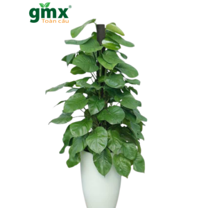 Alternative view of CÂY TRẦU BÀ CỘT LEO - "Cổ máy lọc khí đa tầng và biểu tượng của sự thăng tiến bền vững"