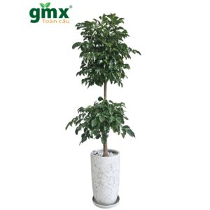 CÂY HẠNH PHÚC - Nhà máy oxy mật độ cao và giải pháp tâm lý cho văn phòng hiện đại