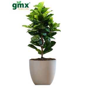 CÂY BÀNG SINGAPORE - "Lá chắn bụi mịn PM2.5 và biểu tượng của phong cách sống hiện đại"