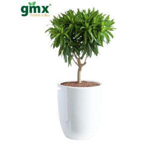 CÂY TRÚC BÁCH HỢP - " Sứ giả của sự hòa hợp và bộ lọc hóa chất công nghiệp"