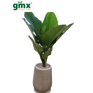 CÂY ĐẠI PHÚ QUÝ - "Bể chứa Carbon khổng lồ và biểu tượng của vị thế vững chãi"