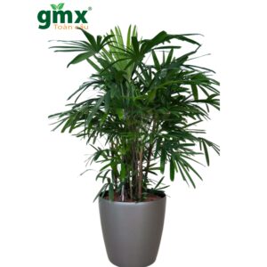 CÂY TRÚC MÂY - "Khắc tinh của khí Amoniac và vẻ đẹp thanh cao quý phái"