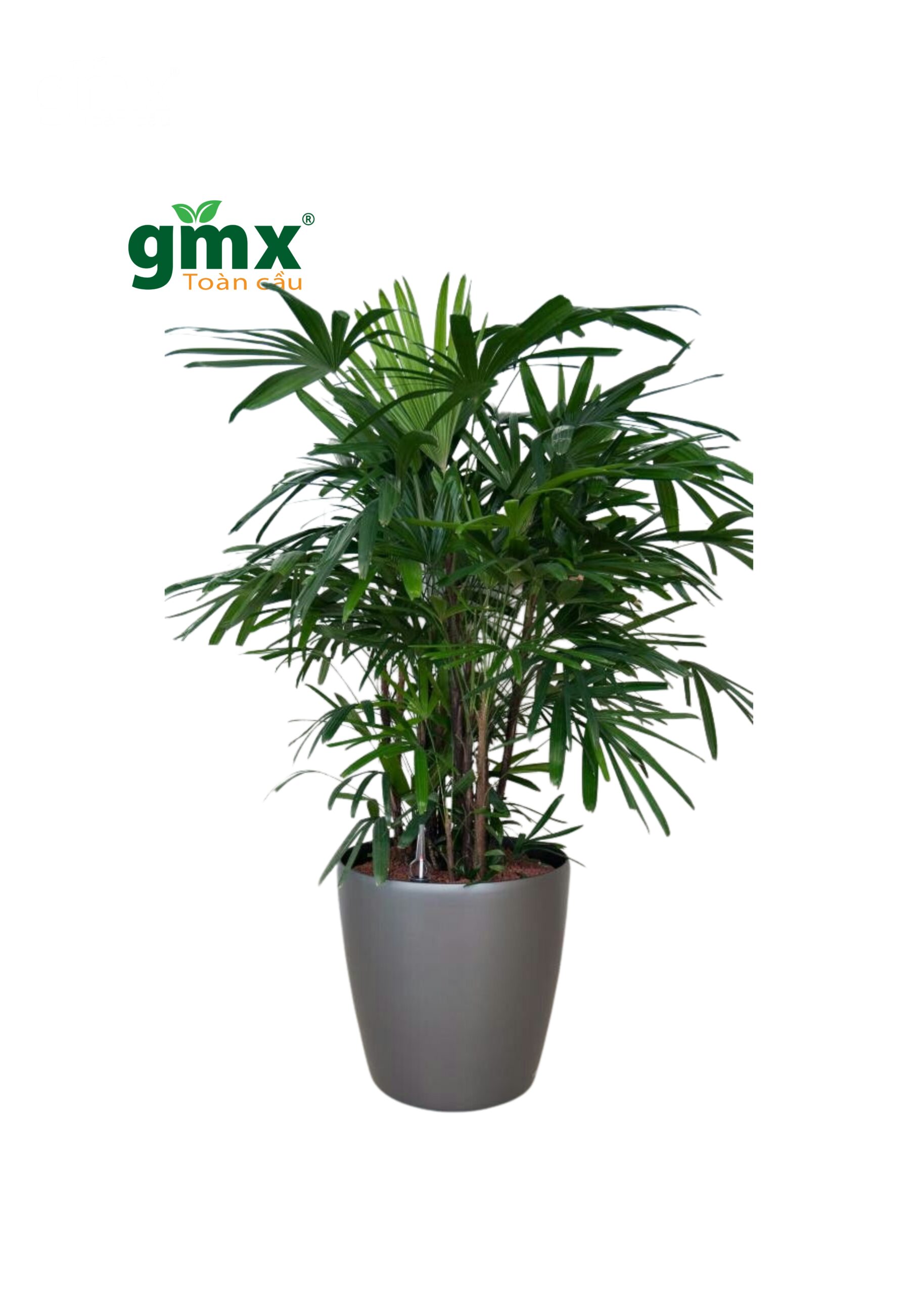 CÂY TRÚC MÂY - "Khắc tinh của khí Amoniac và vẻ đẹp thanh cao quý phái"