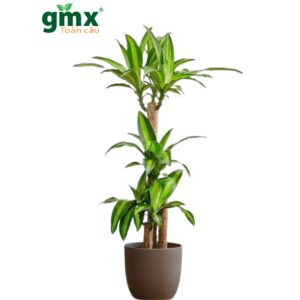 CÂY THIẾT MỘC LAN GHÉP - "Kiệt tác của sự tái sinh và bộ lọc khí độc hại"