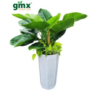 CÂY ĐẾ VƯƠNG XANH -"Lá chắn quyền uy và bộ lọc khí độc tầm thấp"