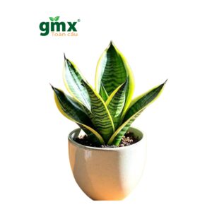 CÂY LƯỠI MÈO (DWARF SNAKE PLANT)-"Trạm Oxy mini tại vùng thở & Lá chắn bức xạ tầm thấp"