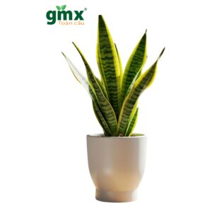CÂY LƯỠI HỔ (SNAKE PLANT) -"Nhà máy Oxy sinh học ban đêm & Chuyên gia Ion âm"