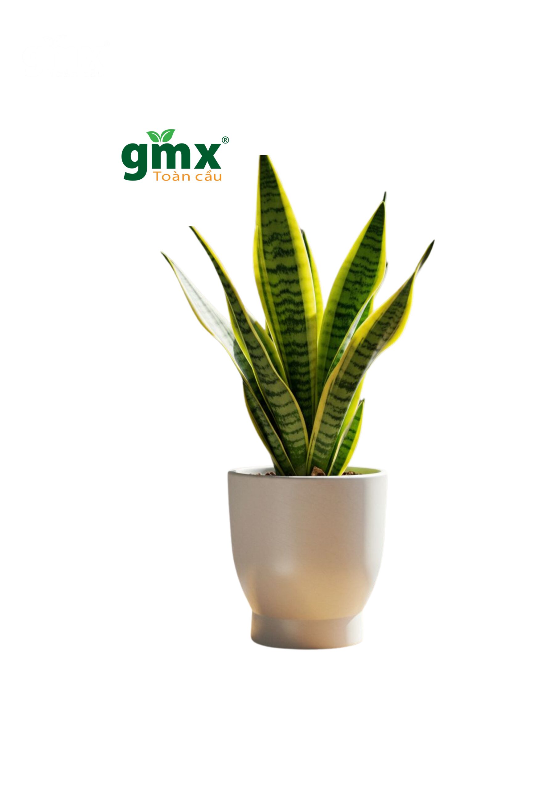 CÂY LƯỠI HỔ (SNAKE PLANT) -"Nhà máy Oxy sinh học ban đêm & Chuyên gia Ion âm"