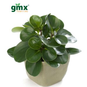 CÂY TRƯỜNG SINH (BABY RUBBER PLANT) "Lá chắn bức xạ xanh và Biểu tượng của Sức sống bền bỉ"