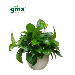 CÂY TRẦU BÀ (GOLDEN POTHOS) - "Kẻ hủy diệt Ozone văn phòng & Nhà vô địch lọc Formaldehyde"