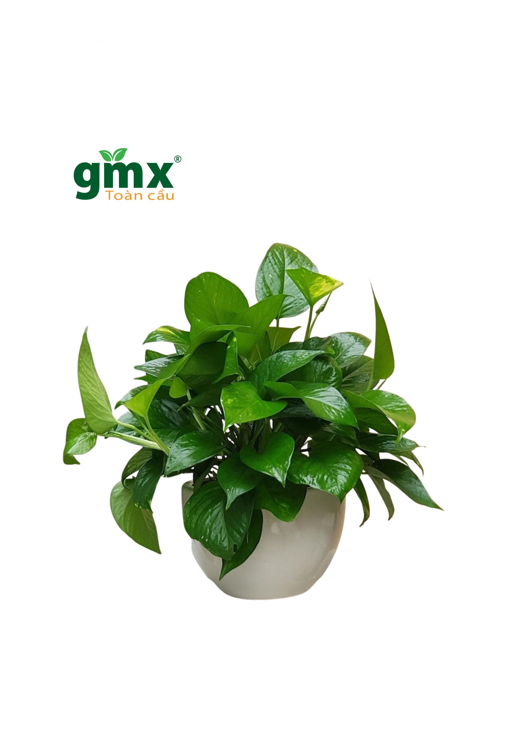 CÂY TRẦU BÀ (GOLDEN POTHOS) - "Kẻ hủy diệt Ozone văn phòng & Nhà vô địch lọc Formaldehyde"