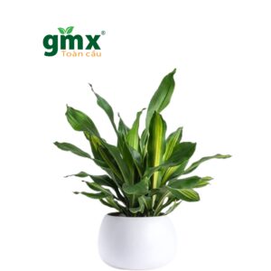 CÂY THIẾT MỘC LAN (CORN PLANT)-"Chuyên gia xử lý Hóa chất Xây dựng & Biểu tượng của Khởi Sinh"