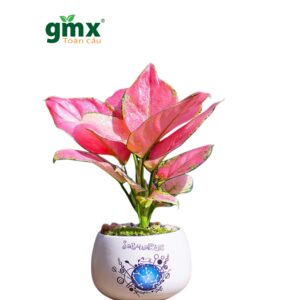  CÂY VẠN LỘC (CHINESE EVERGREEN RED) - "Liệu pháp Màu sắc cho Não bộ & Năng lượng của sự Tỉnh thức"