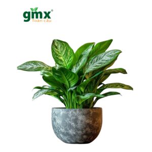 CÂY NGÂN HẬU (SILVER QUEEN)-"Hiệu ứng Gương Sinh Học & Khả năng Kháng khuẩn Tự nhiên"