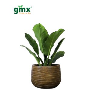 CÂY ĐẠI PHÚ GIA (GIANT CHINESE EVERGREEN)-"Bể chứa Carbon khổng lồ & Máy điều hòa nhiệt độ tự nhiên"