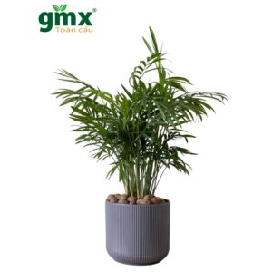 CÂY CAU HAWAII (BAMBOO PALM)-"Điểm 9/10 của NASA & Máy Phun Sương Sinh Học Tự Nhiên"