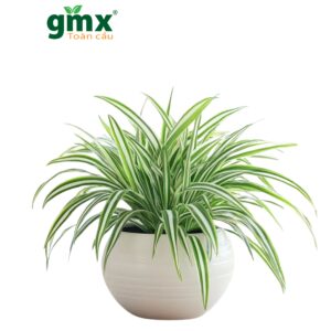 CÂY LAN CHI (SPIDER PLANT) - "Nhà máy xử lý Carbon Monoxide & Tốc độ làm sạch siêu tốc"   