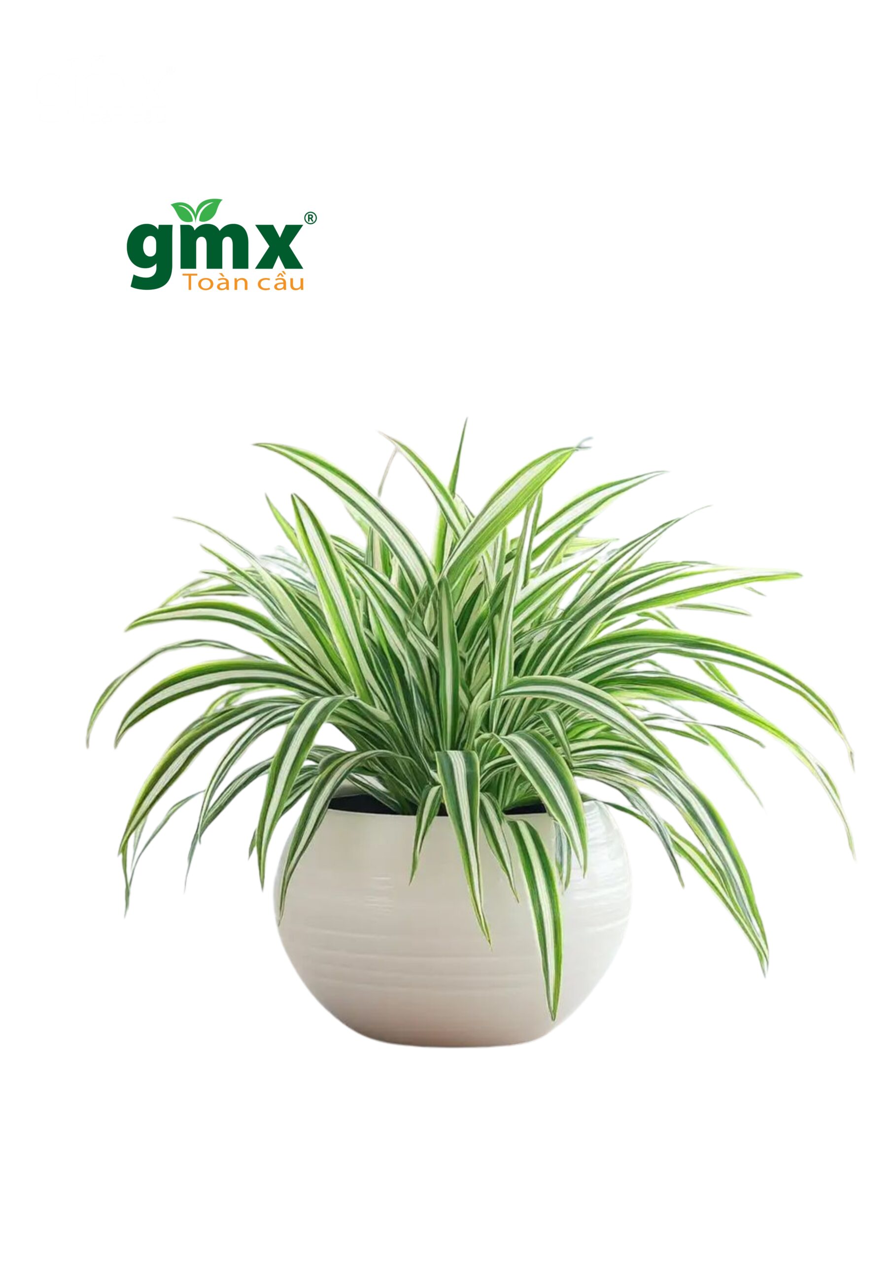 CÂY LAN CHI (SPIDER PLANT) - "Nhà máy xử lý Carbon Monoxide & Tốc độ làm sạch siêu tốc"