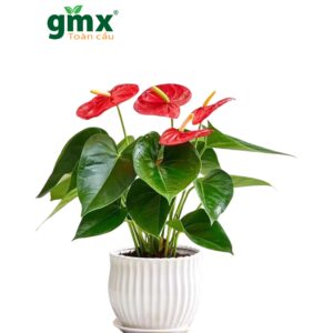 CÂY HỒNG MÔN (ANTHURIUM)-"Trái tim nhiệt huyết & Chuyên gia xử lý Amoniac"