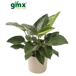 CÂY ĐẾ VƯƠNG XANH (PHILODENDRON IMPERIAL GREEN)-"Uy quyền Lãnh đạo & Bộ lọc Formaldehyde tầng thấp"