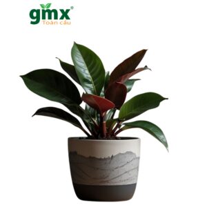 CÂY ĐẾ VƯƠNG ĐỎ (PHILODENDRON IMPERIAL RED)-"Sắc đỏ Quyền lực & Bộ lọc không khí Đa tầng"